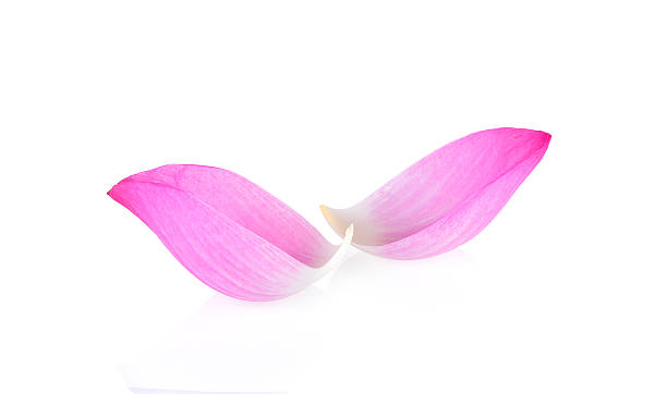 istock pink lotus petals on white background 545811022