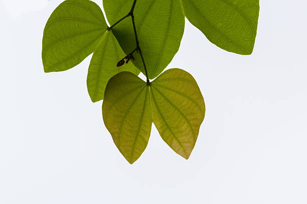 istock branches of green leaves 545811042