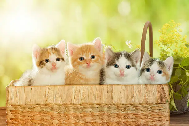 four kittens sitting in a basket