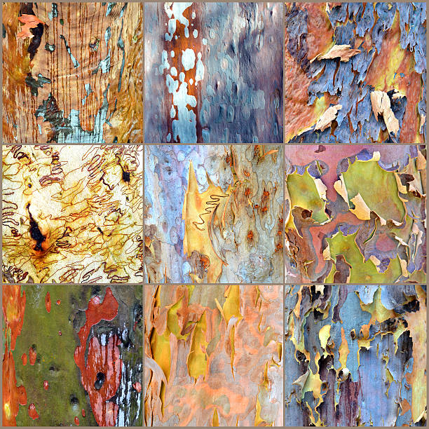 Collage of colourful Australian gumtree bark Collage of patterns and rainbow colours of Australian gumtree (Angophora, Eucalyptus) bark. Pale brown background, 3 x 3 panels. scribbly gum stock pictures, royalty-free photos & images