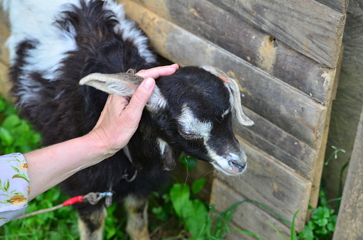 Woman's hand caresses a little goat over it's head.