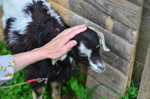 Woman's hand fondles little goat over it's head.