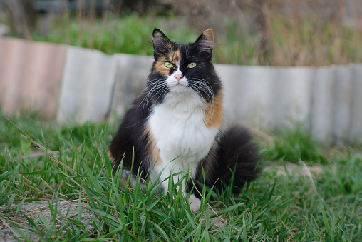 Beautiful tricolor green-eyed furry cat sitting on the grass on a walk