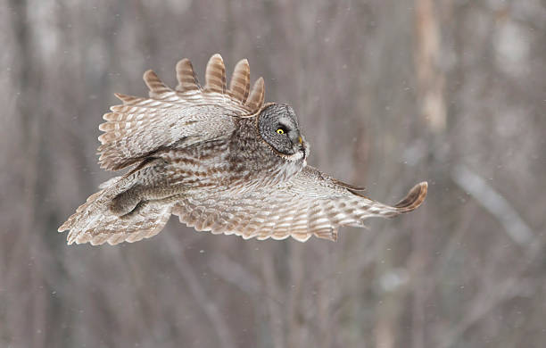 istock Lapland owl or Great grey owl 545814732