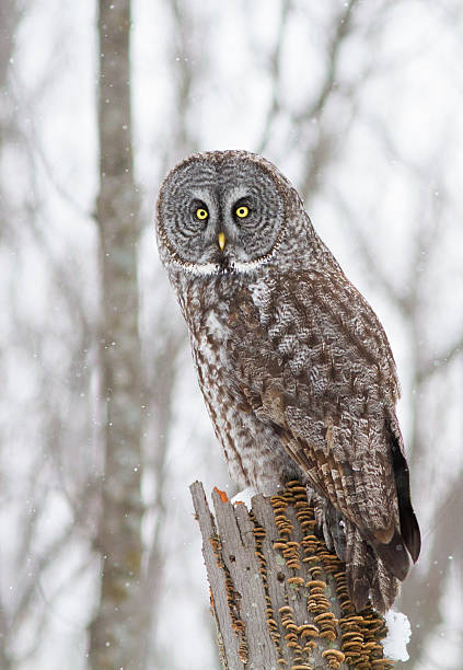 istock Lapland owl or Great grey owl 545814926