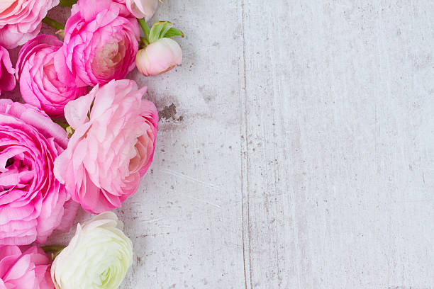 istock Pink and white ranunculus flowers 545815232