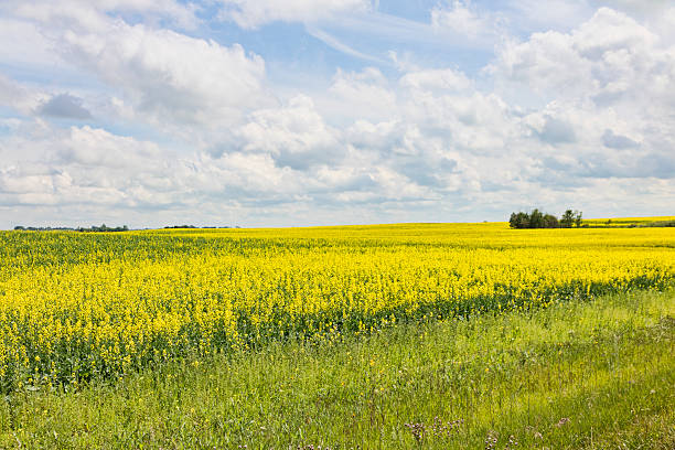 campo de canola amarilla y paisaje nuboso - saskatoon saskatchewan prairie field fotografías e imágenes de stock