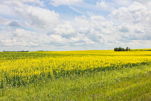 поле желтой канолы и облачный пейзаж - saskatchewan saskatoon field prairie стоковые фото и изображения