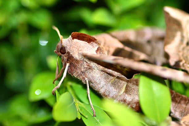 Macro of beautiful brown Poplar Hawk-Moth butterfly on boxwood leaves Horizontal composition vibrant color photography of one beautiful brown Poplar Hawk-Moth, Laothoe populi, butterfly taken in macro on boxwood green leaves with some morning dew water drop. The poplar hawk-moth (Laothoe populi) is a moth, butterfly of the family Sphingidae. It is found throughout the Palearctic region and the Near East. smerinthus ocellatus stock pictures, royalty-free photos & images