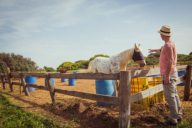 Man stroking white horse with a burlap sack that covering his eyes eat hay at the ranch.