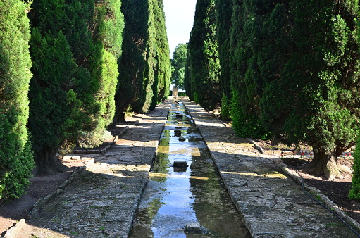 Alley of cypress trees with artificial water stream flowing between trees.