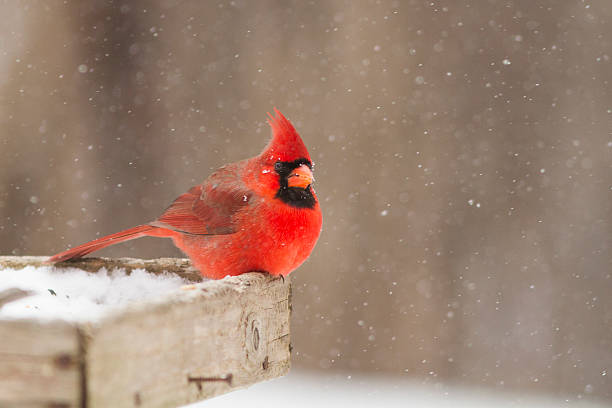 istock Northern Cardinal in winter 545819484