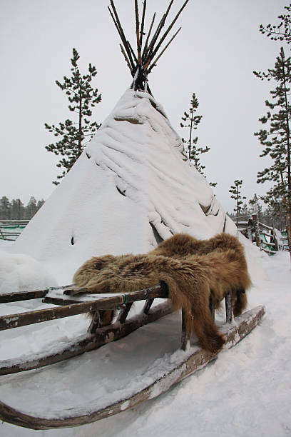 sami tent, sledges and bearskin - same direction bildbanksfoton och bilder