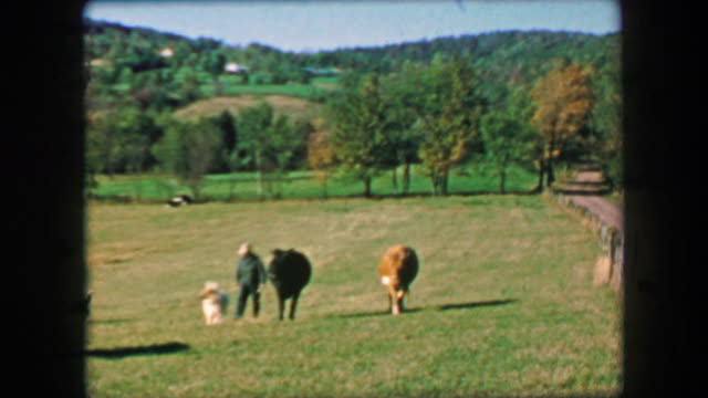 1957: Farmer walking in tandem with cows in idyllic open grassy fields.