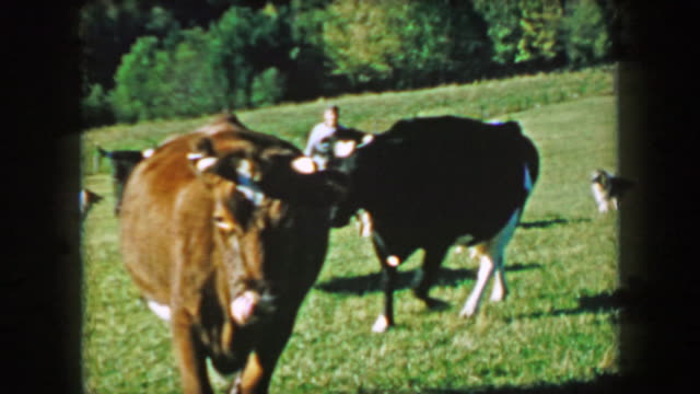 1957: Milk cows walking scenic summer green farm fields.