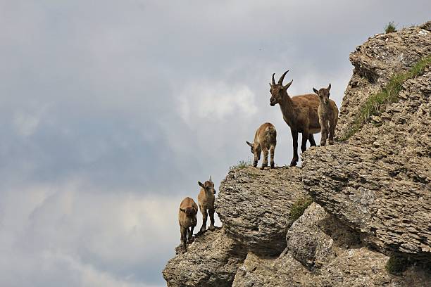 istock Female alpine ibex with babies 545979820