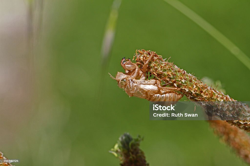 Empty Insect Casing Empty Cicada Shell Or Casing Hemiptera Cicadidae By Ruth Swan Stock ...