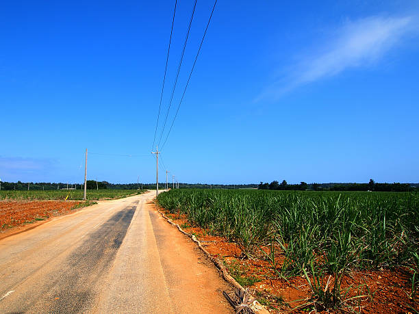The sugarcane fields in Minami-daito island(Okinawa, Japan) stock photo