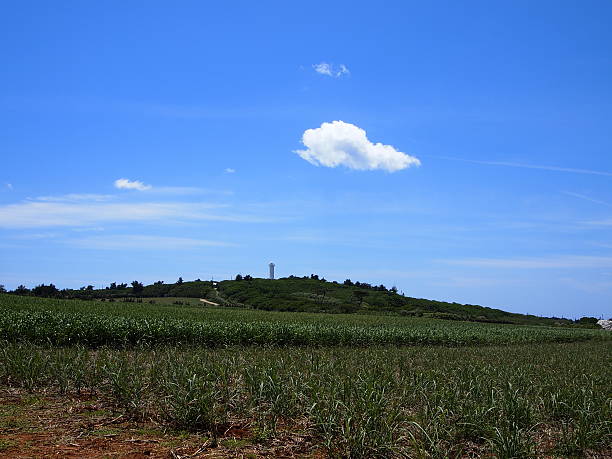 The sugarcane fields in Kita-daito island(Okinawa, Japan) stock photo
