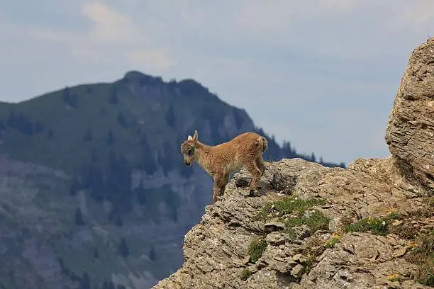 Wild animal living high up in the Alps. Alpine ibex baby photographed on Mt Niederhorn.