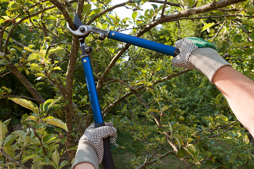 Mature man pruning fruit branches in his vineyard.