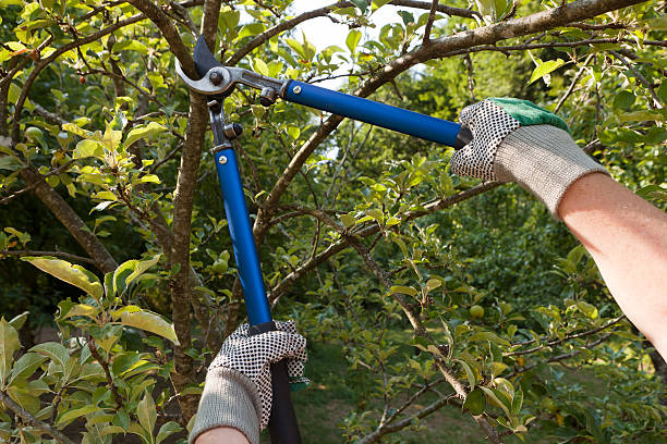 pruning shears Farmer pruning an apple tree with pruning shears cutting stock pictures, royalty-free photos & images
