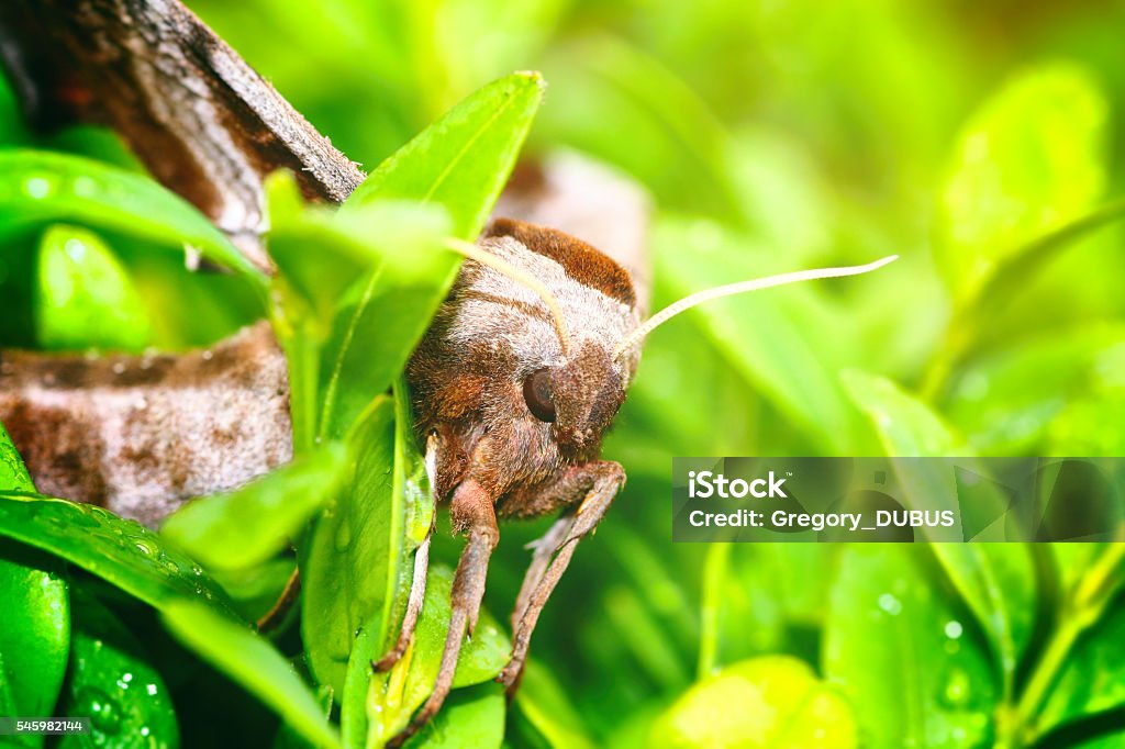 Macro of beautiful brown Poplar Hawk-Moth butterfly on boxwood leaves Horizontal composition vibrant color photography of one beautiful brown Poplar Hawk-Moth, Laothoe populi, butterfly taken in macro on boxwood green leaves with some morning dew water drop. The poplar hawk-moth (Laothoe populi) is a moth, butterfly of the family Sphingidae. It is found throughout the Palearctic region and the Near East. Animal Stock Photo