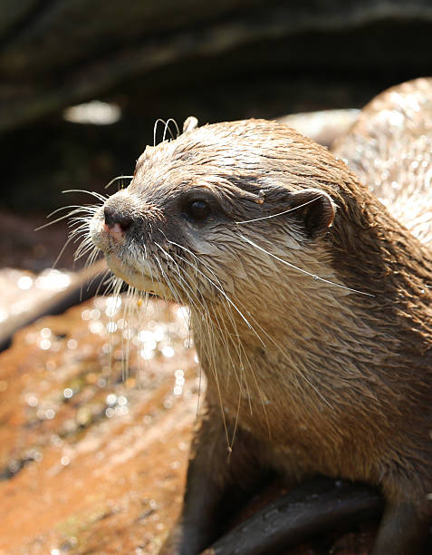 loutre cendrée - oriental short clawed otter photos et images de collection