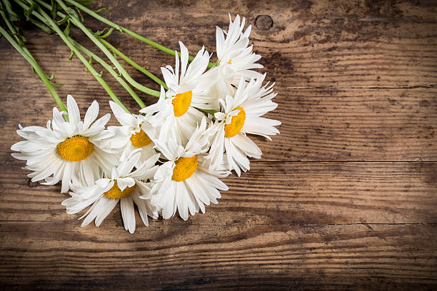 istock chamomile flowers on wooden background 545983346