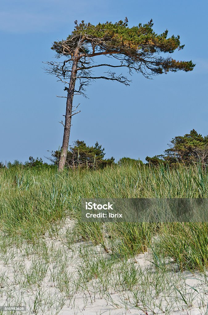 windswept pine windswept pine on a sand dune at the national park Darsser Ort, Germany Germany Stock Photo