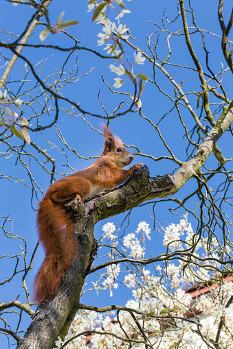 squirrel sitting in the branches of a tree