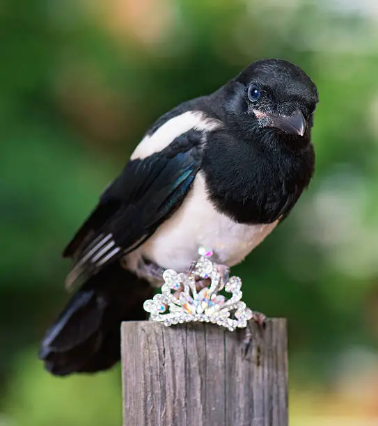 Magpie thief stealing a shine jewellery on wooden fence