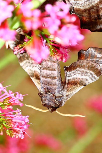 istock Macro of beautiful brown Poplar Hawk-Moth butterflies copulating in nature 545984116