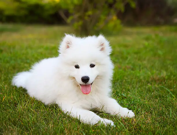 Funny Samoyed puppy in the summer garden on the green grass