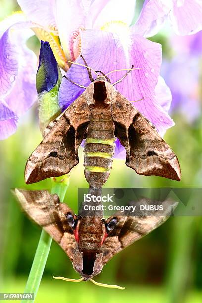 Macro Of Two Poplar Hawkmoth Butterflies Copulating On Iris Flower Stock Photo - Download Image Now