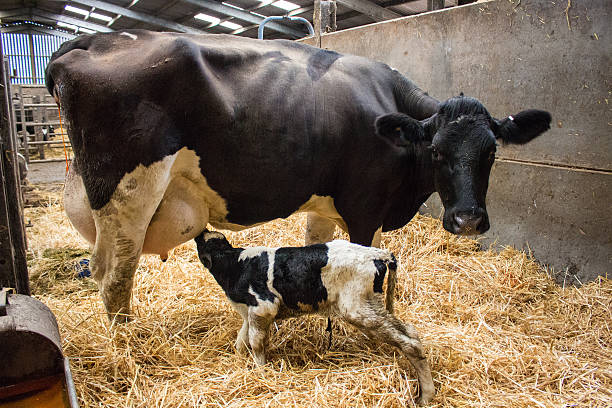 istock Newborn dairy calf and mother 545985050