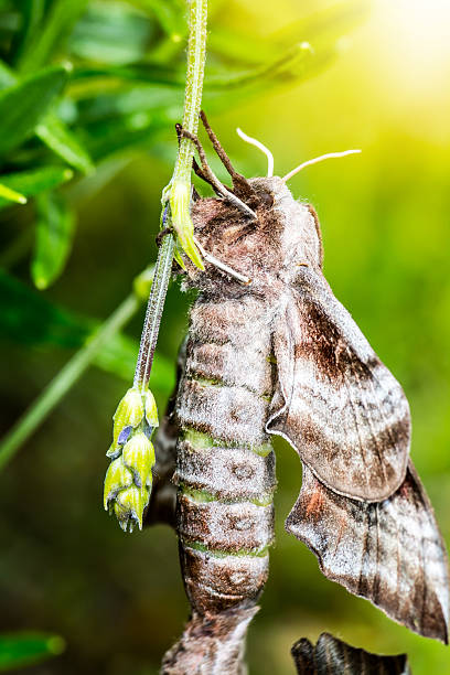 istock Macro of beautiful Poplar Hawk-Moth butterfly on lavender flower bud 545985198