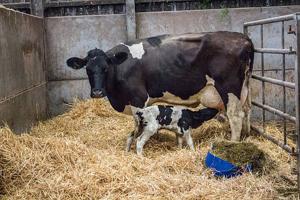 istock Newborn dairy calf and mother 545985266