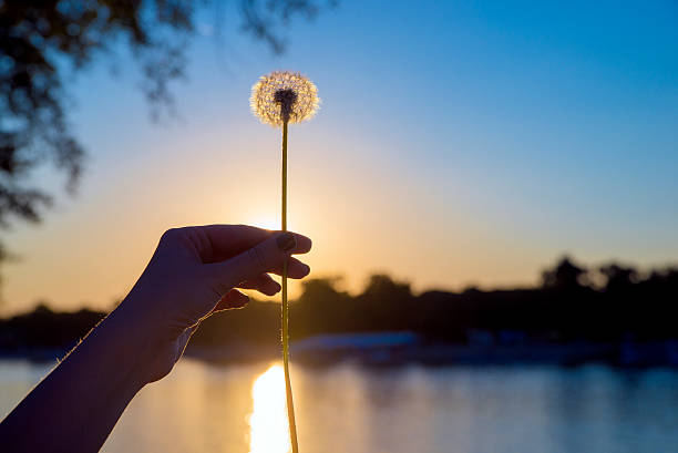 Change, New Life, Lifestyles, Changing Form, Death, Dandelion, Gold Colored, Gold, Seedling, Concepts, Defocused, Sunlight, Sun, Sunset. Women hand holding dandelion.