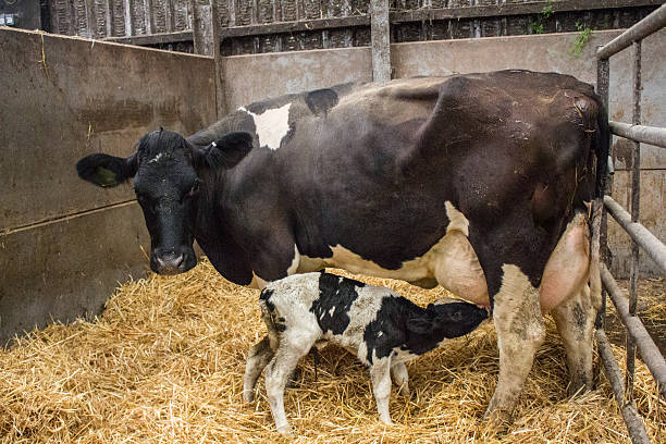 istock Newborn dairy calf and mother 545986196