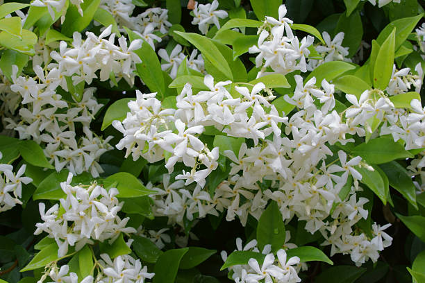 Star jasmine in the rain ....... jasmine stock pictures, royalty-free photos & images