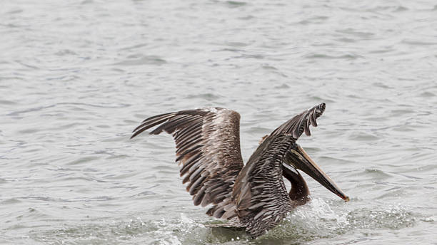 istock Pelican Laning In A Lagoon 545986810