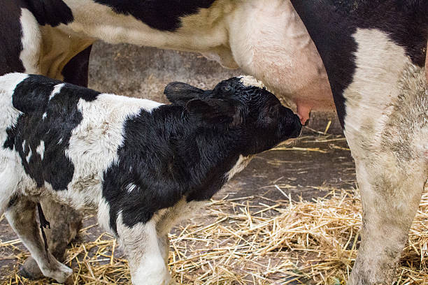 istock Newborn dairy calf and mother 545987562