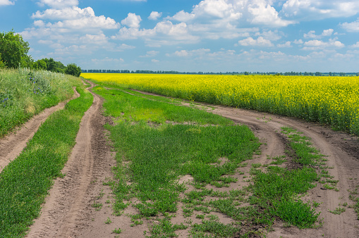 Summer landscape with earth roads on the edge of agricultural field with rape-seed
