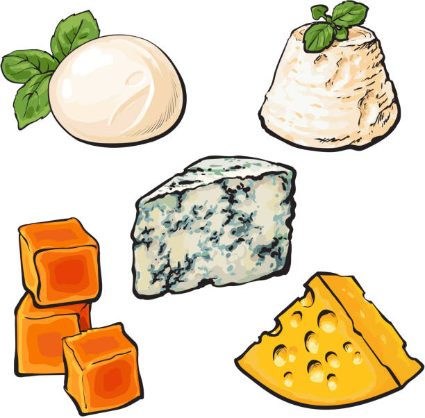 ilustraciones, imágenes clip art, dibujos animados e iconos de stock de conjunto de diferentes quesos mozarella, cheddar, roquefort, camembert maasdam - cheese softness freshness food
