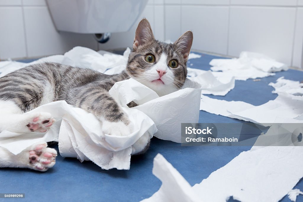 El bienestar en el baño  - Foto de stock de Gato doméstico libre de derechos