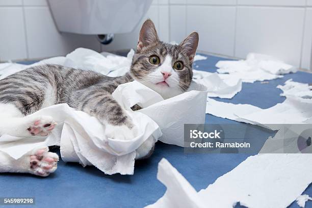 El Bienestar En El Baño Foto de stock y más banco de imágenes de Gato doméstico - Gato doméstico, Papel higiénico, Humor