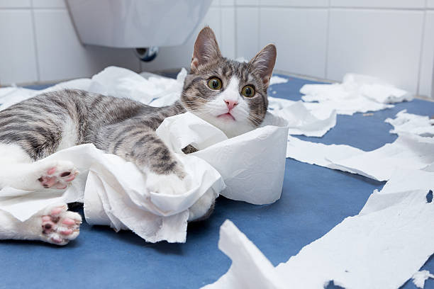 wellness in the bathroom 
little tiger cat playing in the bathroom with toilett paper toilet paper stock pictures, royalty-free photos & images