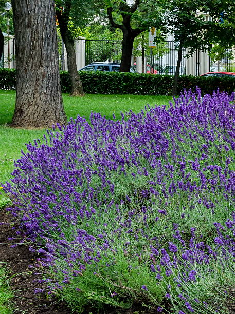 istock Flowering  garden with lavender in spring 545990928