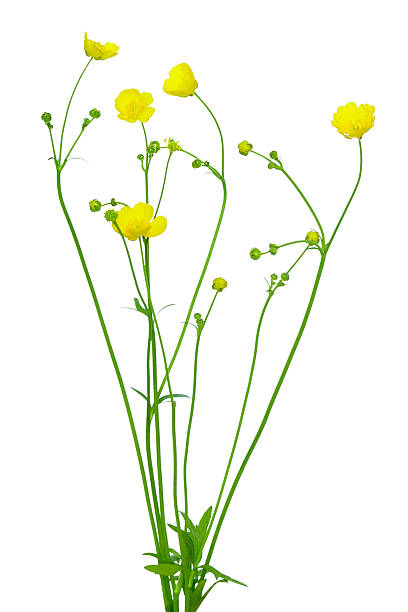 istock Meadow buttercup ( Ranunculus acris) flower isolated on a white background 545991876